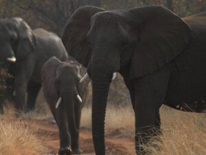 Teen wildlife photographer capturing photos of elephants in their natural environment