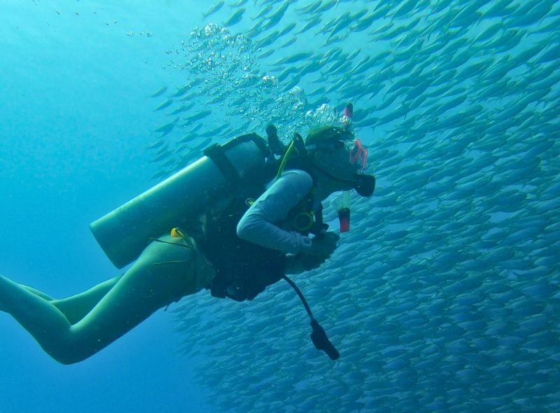 high school scuba diver views school of fish on high school marine biology summer program