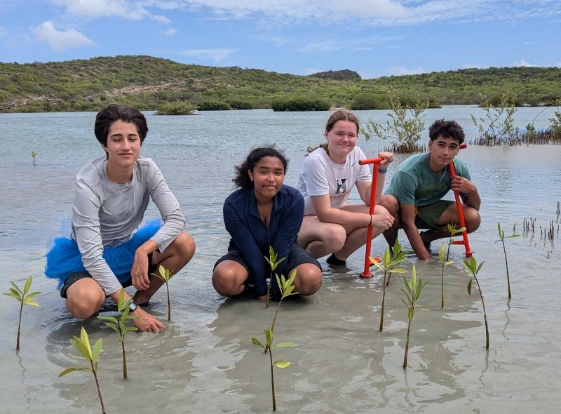 high school students plant mangroves in Curacao on marine biology program