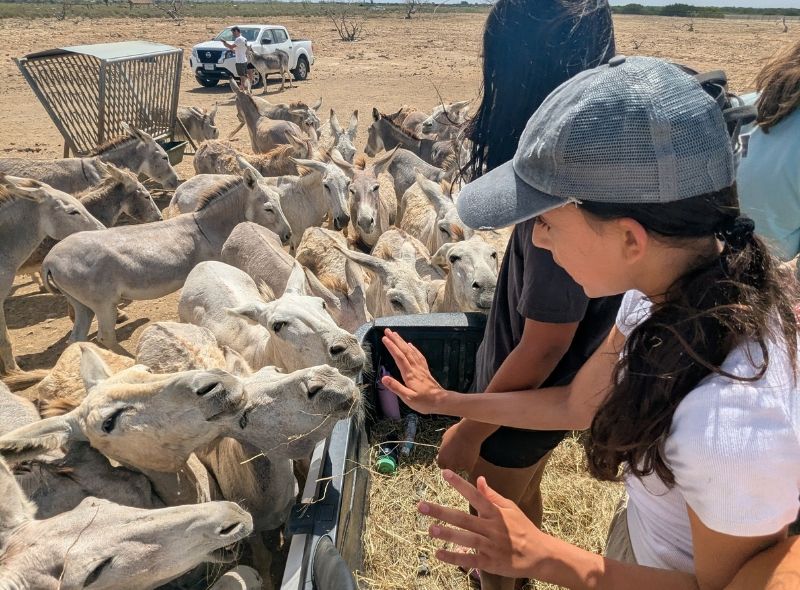 two middle school students feed donkeys on marine biology camp