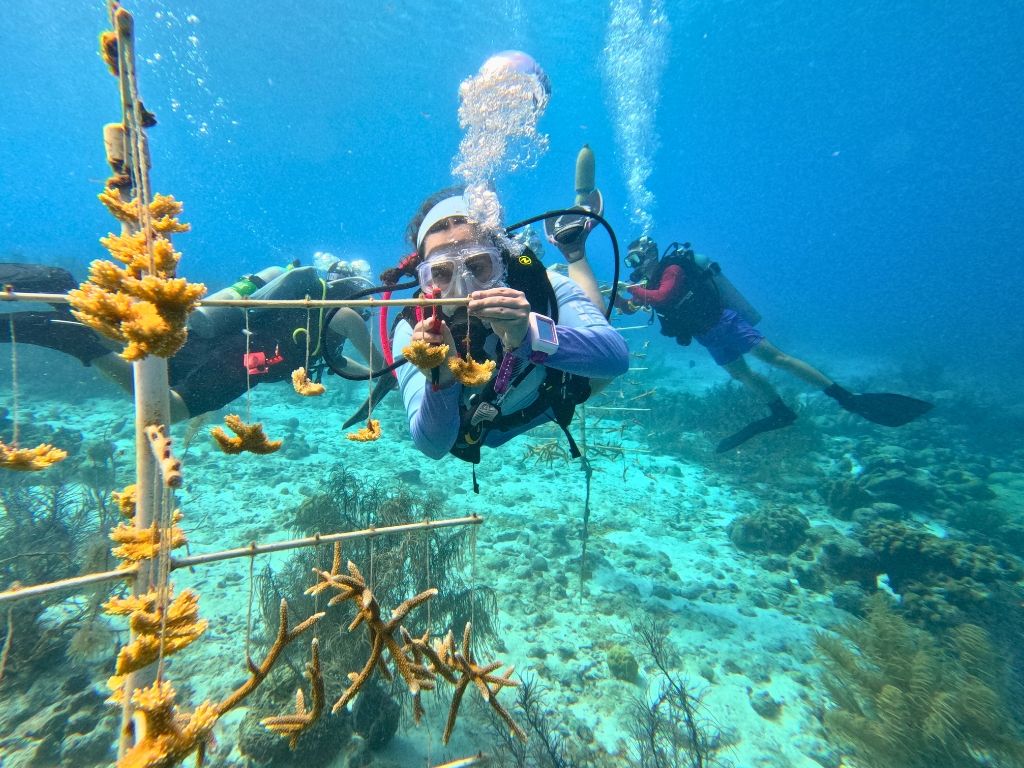 teen diver assisting with coral reef restoration in Bonaire on marine conservation program