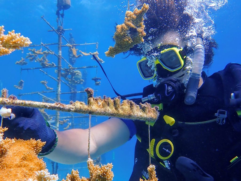 Student scuba diver maintaining coral fragments on an underwater coral nursery during a coral reef restoration project in Curaçao.