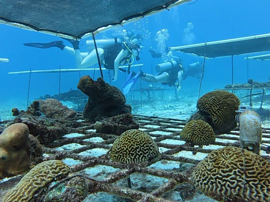 divers underwater near coral reef nursery assisting with coral reef restoration work in the Yucatan