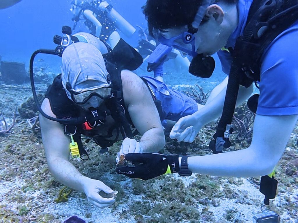 Students scuba diving while planting coral fragments during a coral reef restoration project in the Yucatán Peninsula, Mexico.