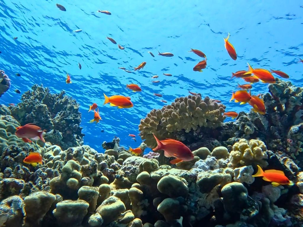 A thriving coral reef ecosystem with brightly colored fish