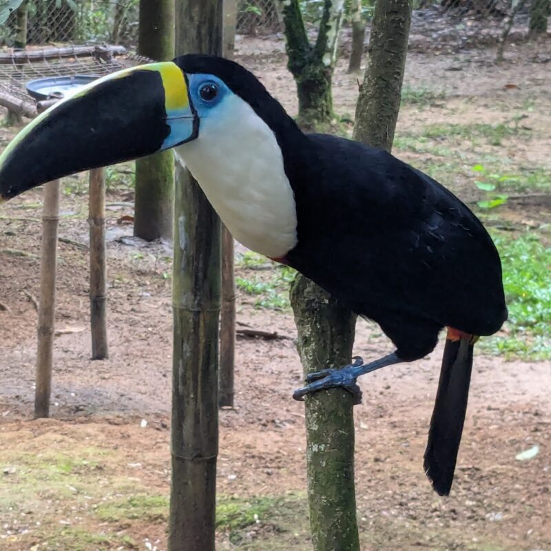 visit the belize zoo on this middle school marine science summer camp
