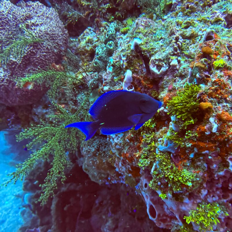 explore Belize barrier reef and fish research on this middle school marine science camp this summer