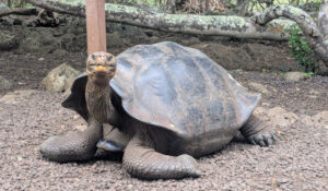 wildlife biology conservation summer program for teens studying tortoise in Ecuador