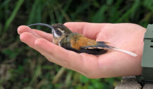 Wildlife biology program in Ecuador for high schoolers